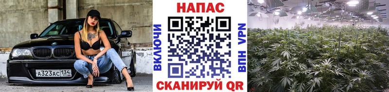 Марихуана ГИДРОПОН  Мытищи 